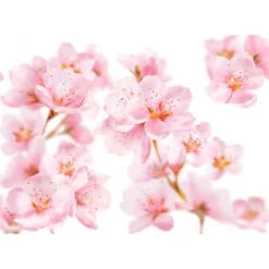 Kneipp Soft Skin Douchefoam 200 ML