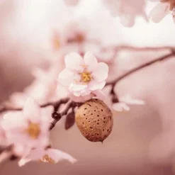 Weleda Amandel Hydraterende Gezichtscrème 30 ML