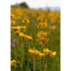 Weleda Arnica Sport Massageolie