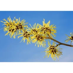 Weleda 2-In-1 Reiniger & Toner 100 ML