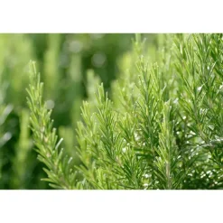 Weleda MEN Aftershave Balsem - 100ML